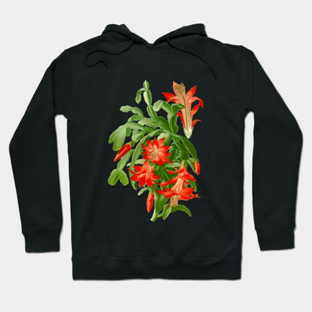 Christmas Cactus - Epiphyllum Truncatum - Botanical Illustration Hoodie by chimakingthings